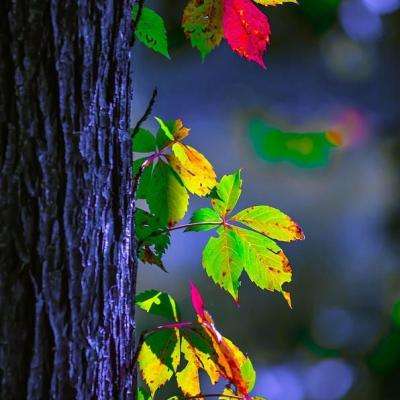 从“贝塔”到“阿尔法”：专家热议中国资产如何赢得全球权重